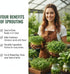 Heirloom Non-GMO Green Lentil Seeds - One Pound for Sprouting