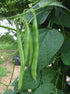 Generic 100+ 1 Blue Lake Pole Bean Seeds for Planting Organic Heirloom Non GMO Ounce of Seeds Garden Vegetable Bulk