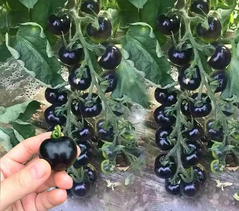 VAACNEE 30pcs MOCCUROD European Black Cherry Tomatoes Seeds Sweet Tasty Heirloom Non-GMO Rare Juicy Plant