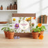 9 BUZZY Seeds Apothecary Garden Wellness Kit with Varieties of Non-GMO Flower and Herb Seeds, Terracotta Pots, Growing