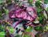 900+ Count 2026 Alba TomorrowSeeds - Red Stem Malabar Spinach Seeds - - for Planting Basella Rubra Ceylon Green