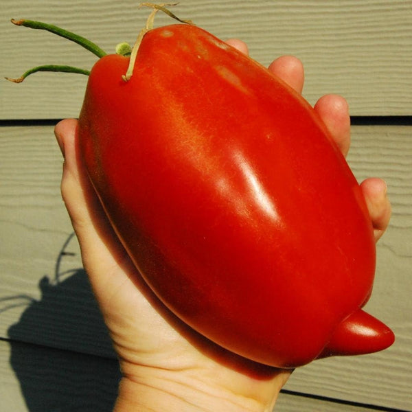 SeedsUA Seeds Tomato Pepper-Shaped Red Long Heirloom Vegetable for Planting Non GMO