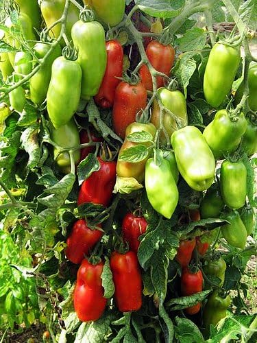 Harley Seeds 30 Italian San Marzano Paste Tomato Seeds, Heirloom Non-GMO, Indeterminate, Open-Pollinated, Productive