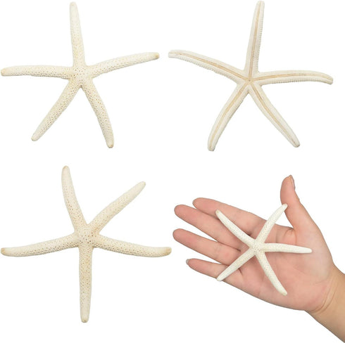 Jangostor 12 PCS Mixed Starfish - 2-6 Inch Natural Seashells for Wedding Decor, Beach Theme Party, DIY Crafts