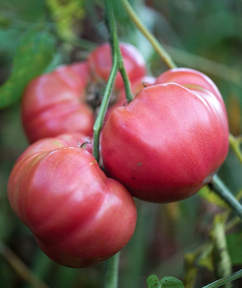 35 Burpee 'Brandy Boy', Hybrid Beefsteak Slicing Variety, Large Red Fresh Indeterminate Tomato, Non-GMO Seeds