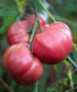 35 Burpee 'Brandy Boy', Hybrid Beefsteak Slicing Variety, Large Red Fresh Indeterminate Tomato, Non-GMO Seeds