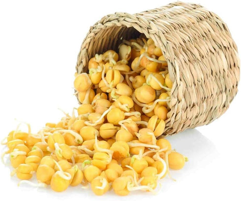 (1/4 Todd's Seeds Sprouting Garbanzo Beans, Non-GMO, Chemical Free, High Germination Pound)