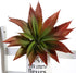 JUSTOYOU Large Artificial Succulents Aloe Plants - Real Touch Fake Flowers Unpotted (1, Green-Red)