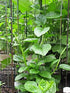 Unknown (50 Pack) Malabar Spinach Green Stem Variety - Seed Leafy Green Spinach - Non-GMO - Open Pollinated Seeds