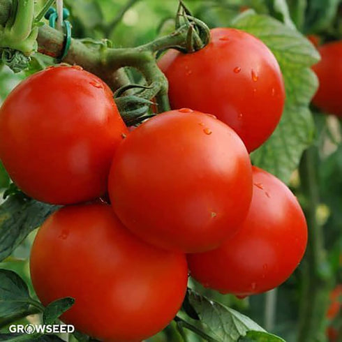 100+ Delicious Tomato Seeds - Large Tomato - One of the Most Delicious Tomatoes for Home Growing, Seeds