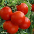 100+ Delicious Tomato Seeds - Large Tomato - One of the Most Delicious Tomatoes for Home Growing, Seeds