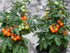 BULBORIUM 100PCS Orange Hat Micro Dwarf Tomato Seeds Non-GMO Heirloom Seeds
