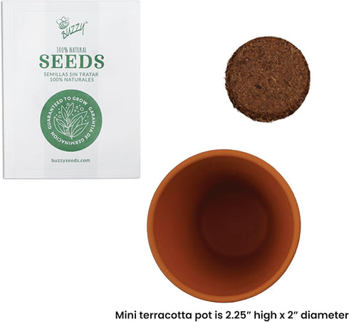 5cm Pack (20 Count), 20 BUZZY Daisy Seeds & Genuine Terracotta Mini Pot Bulk Includes Each of pots, Soil pellets