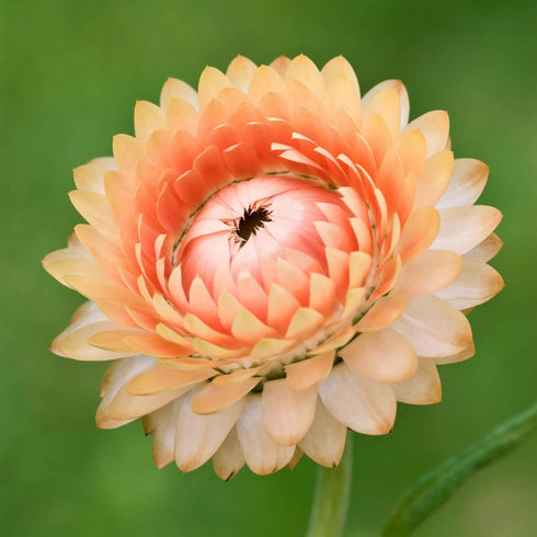 Eden Brothers Strawflower Seeds - King Size Salmon