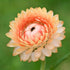 Eden Brothers Strawflower Seeds - King Size Salmon