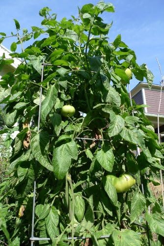(2) 4" 8" 4" Inch Clovers Garden Brandywine Red Tomato Plants Two Live Plants Non-GMO - Not Seeds - Each to Tall