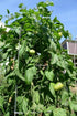 (2) 4" 8" 4" Inch Clovers Garden Brandywine Red Tomato Plants Two Live Plants Non-GMO - Not Seeds - Each to Tall