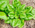 100 Seeds Giant Spinach Herb Garden Seeds for Planting About Seeds Non-GMO Annual Plant