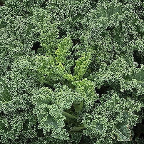 Sunutri Seeds 1000+ Kale Seeds Collection, Heirloom, Non-GMO Seeds - Black Tuscan, Red Russian, Blue Scotch, Dwarf