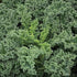 Sunutri Seeds 1000+ Kale Seeds Collection, Heirloom, Non-GMO Seeds - Black Tuscan, Red Russian, Blue Scotch, Dwarf