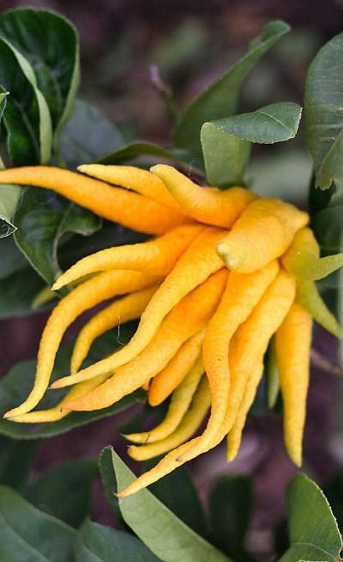 5" Buddha's Hand Citrus Tree - Indoors/Out - No Ship to Tx,Fl,Az,Ca,La,Hi - Pot