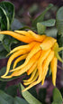 5" Buddha's Hand Citrus Tree - Indoors/Out - No Ship to Tx,Fl,Az,Ca,La,Hi - Pot