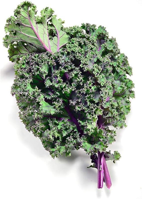 Axel's Garden Seeds 2 Packets Red Russian Kale Seeds for Planting Plant & Grow Heirloom Non GMO Red Russian Kale