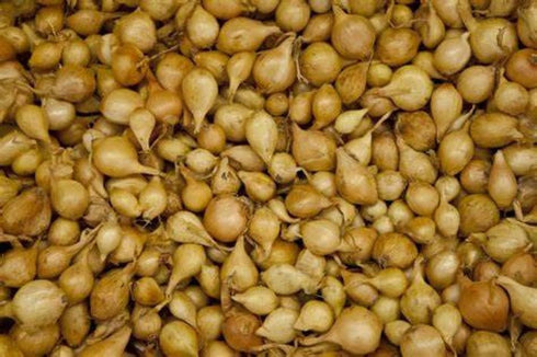 Bulb Sets, Sets, 100 Count, Bulb Sets Onion Yellow Onion Onion to Plant and Grow Onions in Your Home Garden.COOL BEANS