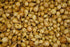 Bulb Sets, Sets, 100 Count, Bulb Sets Onion Yellow Onion Onion to Plant and Grow Onions in Your Home Garden.COOL BEANS