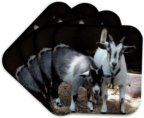 3dRose LLC Pygmy Goat Coaster, Soft, Set of 4