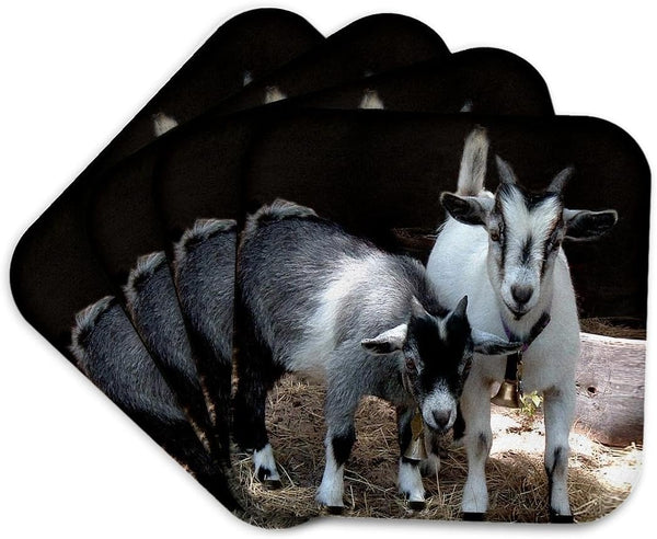 3dRose LLC Pygmy Goat Coaster, Soft, Set of 4