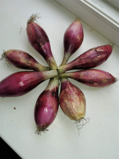 SeedsUA Seeds Red Shallot Onion Heirloom Vegetable for Planting Non GMO