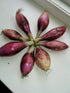 SeedsUA Seeds Red Shallot Onion Heirloom Vegetable for Planting Non GMO