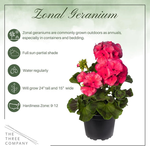 (2 Pack), Spring/Summer 12" 5" 1 Live Flowering Zonal Geraniums - Salmon Plants Per Beautiful Flowers, Tall by Wide