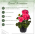 (3 Pack) 12" 5" 1 Live Flowering Zonal Geraniums - Salmon Plants Per - Beautiful Spring Flowers - Tall by Wide in Qt