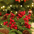 200 400 SallyFashion Artificial Red Berries on Wire Stems - Stems with Holly Berries for Christmas Tree, Wreaths