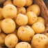 TomorrowSeeds - Kennebec Seed Potatoes - USDA Certified for Growers Size B