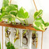 ORANGE NEI 2 Hiuxume Tiered Wall Hanging Planter, Wooden Stand with Glass Planter Test Tube Vase for Hydroponic Plant