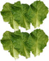 Nice purchase 6pcs Simulation Green Lettuce Leaves PVC Material Fake Vegetable Model Kitchen Artificial