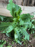 Loseedsoo 50pcs Wild Lettuce Seeds (Lactuca virosa) Heirloom - Non GMO - Open Pollinated