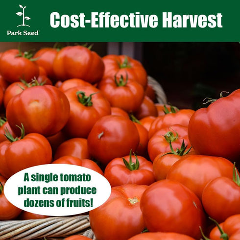 Pack 30 Park Seed Variety of Tomato Seeds, Planting Vegetables, Easy to Grow, Non-GMO, Perfect for Harvesting, Big Beef