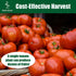 Pack 30 Park Seed Variety of Tomato Seeds, Planting Vegetables, Easy to Grow, Non-GMO, Perfect for Harvesting, Big Beef