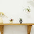 ROJAX Pack 3 3 5 5 of Air Plant Metal Stand, Black, Rose Gold, Indoor/Outdoor, in H x in W x in D