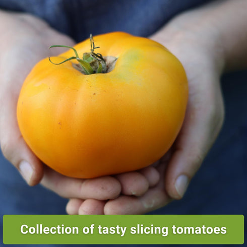 Sow Right Seeds - Beefsteak Style Tomato Seed Collection for Planting - Beefsteak, Kellogg's, Cherokee Purple, Mortgage