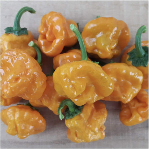 (5 Packs) Seed Needs Hot Pepper Seeds for Planting Jamaican Yellow Chile Peppers - Non-GMO Heirloom & Untreated