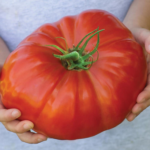 SeedsUA 40 Beefsteak Giant Tomato Russian Hercules Seeds Heirloom Vegetable for Planting Non GMO Seeds