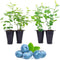 Blueberry Plant Biloxi (4 Pack) Live for Sale | Easy to Grow