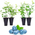 Blueberry Plant Biloxi (4 Pack) Live for Sale | Easy to Grow