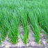 250+ Seeds Bunching Green Onions Scallions Seeds for Planting Perennial Vegetable Garden Spring Onions Non-GMO