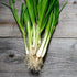 500+ Packet, Evergreen Bunching Nebuka Onion Seeds for Planting, Heirloom Seeds Per (Isla's Garden Seeds), Non GMO